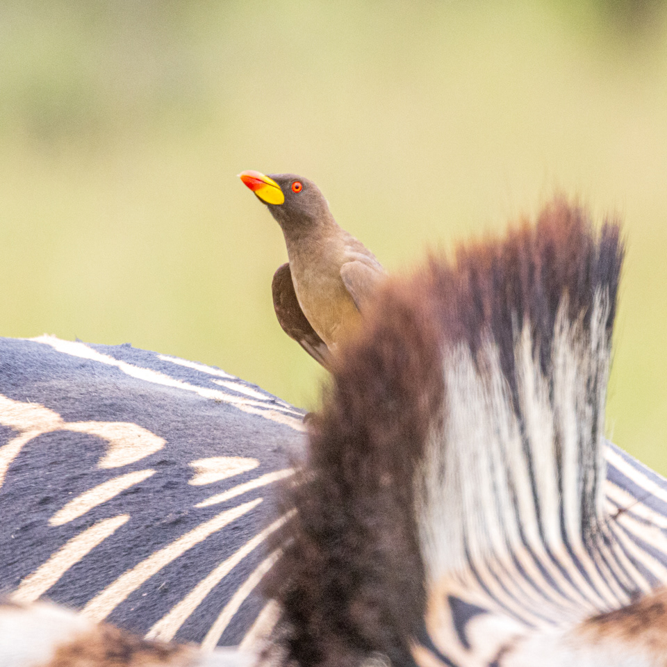 Yellow-billed Oxpecker