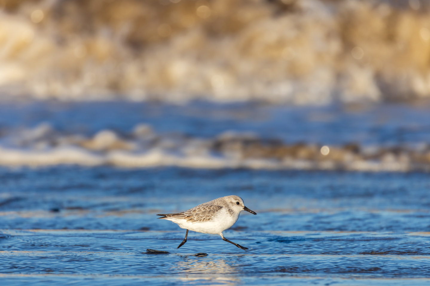 Sanderling