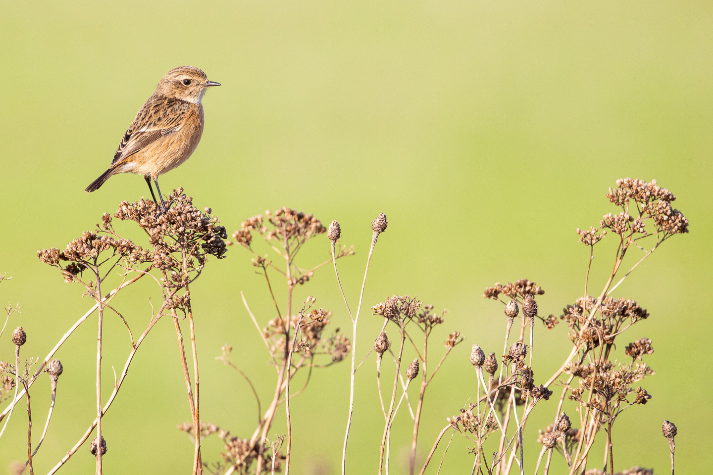 Stonechat (female)