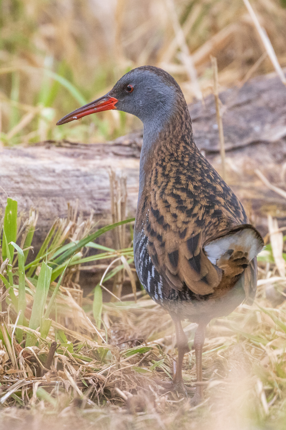 Water Rail