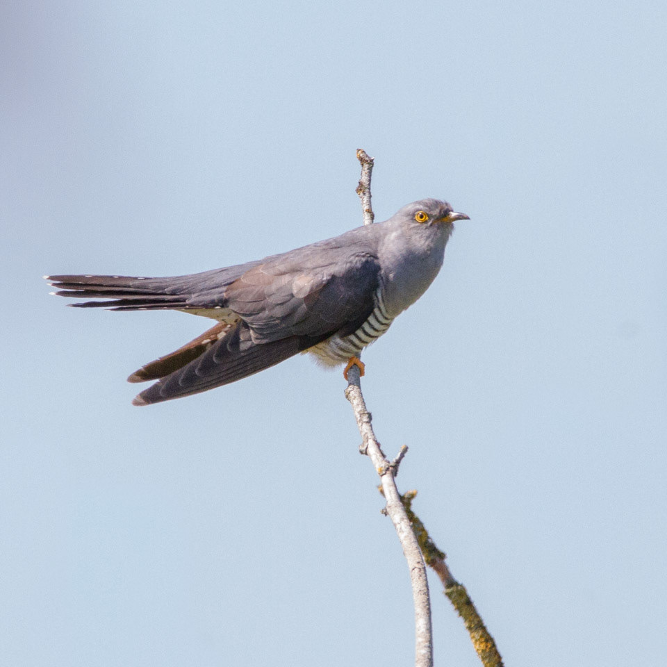 Cuckoo
