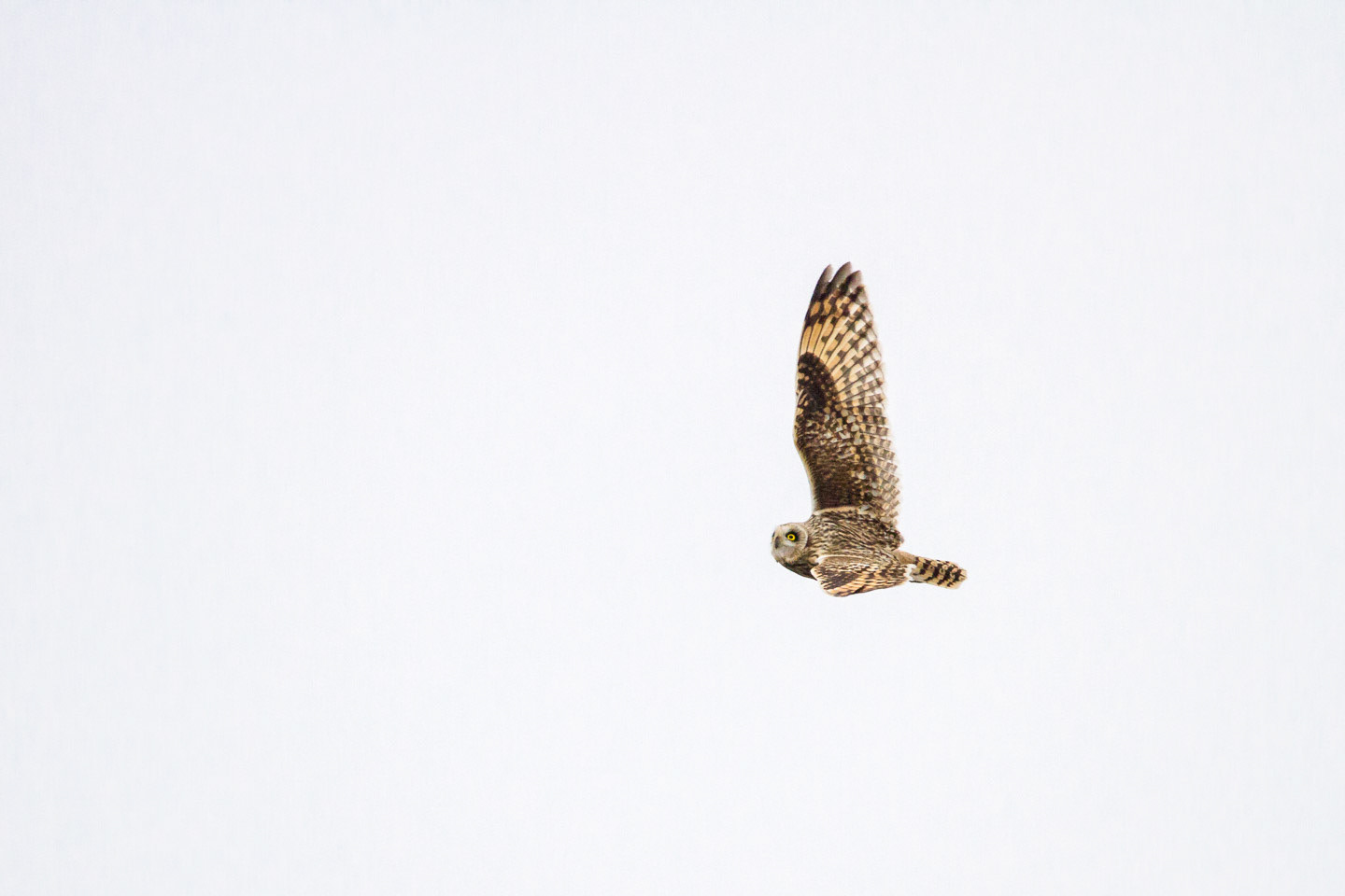 Short-eared Owl