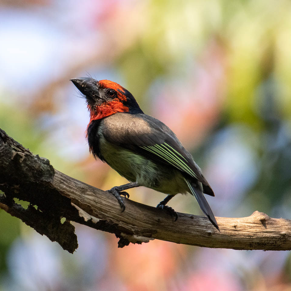 Collared Barbet