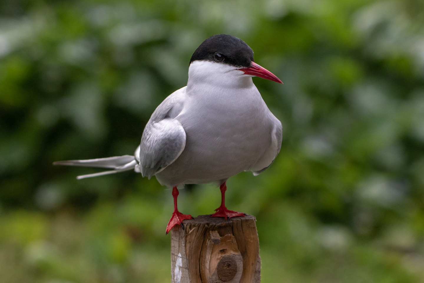 Artic Tern