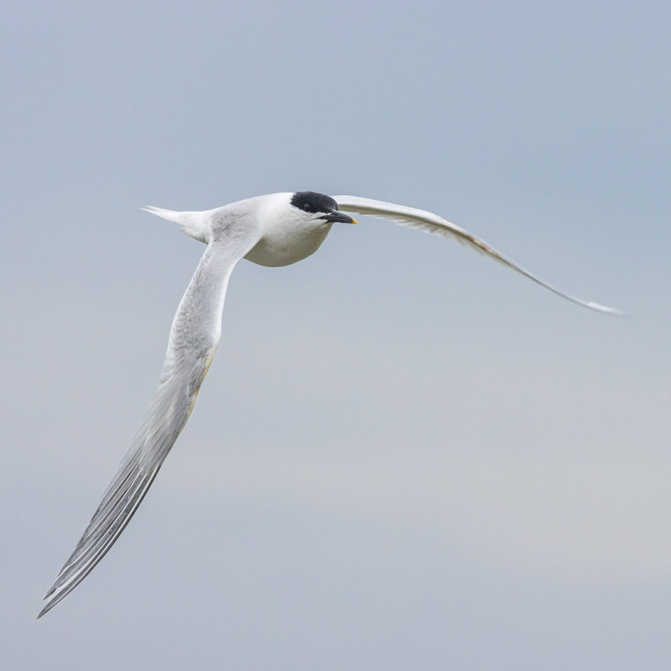 Sandwich Tern