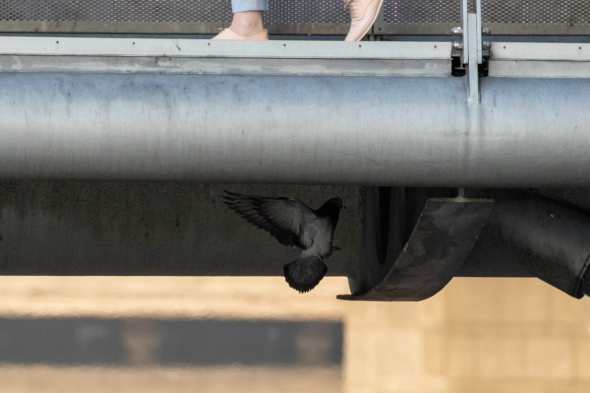 Nature Under Our Feet