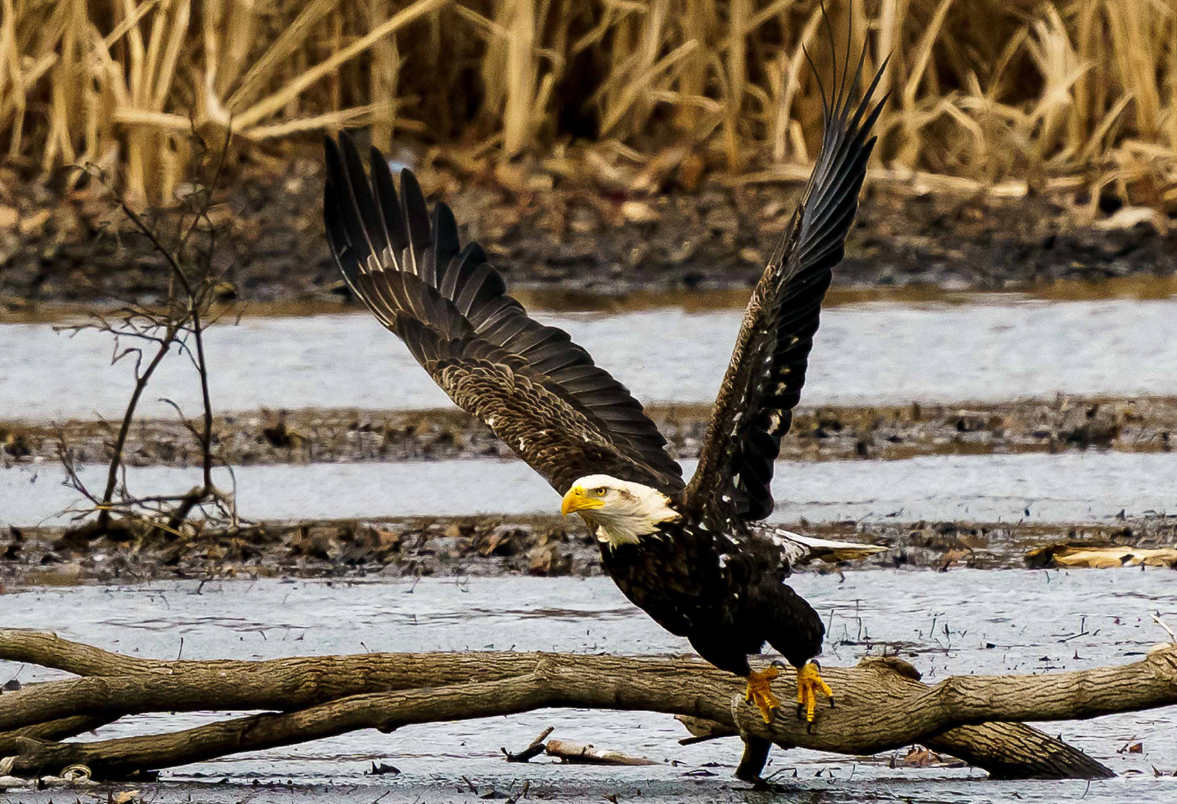 Bald Eagle  2020