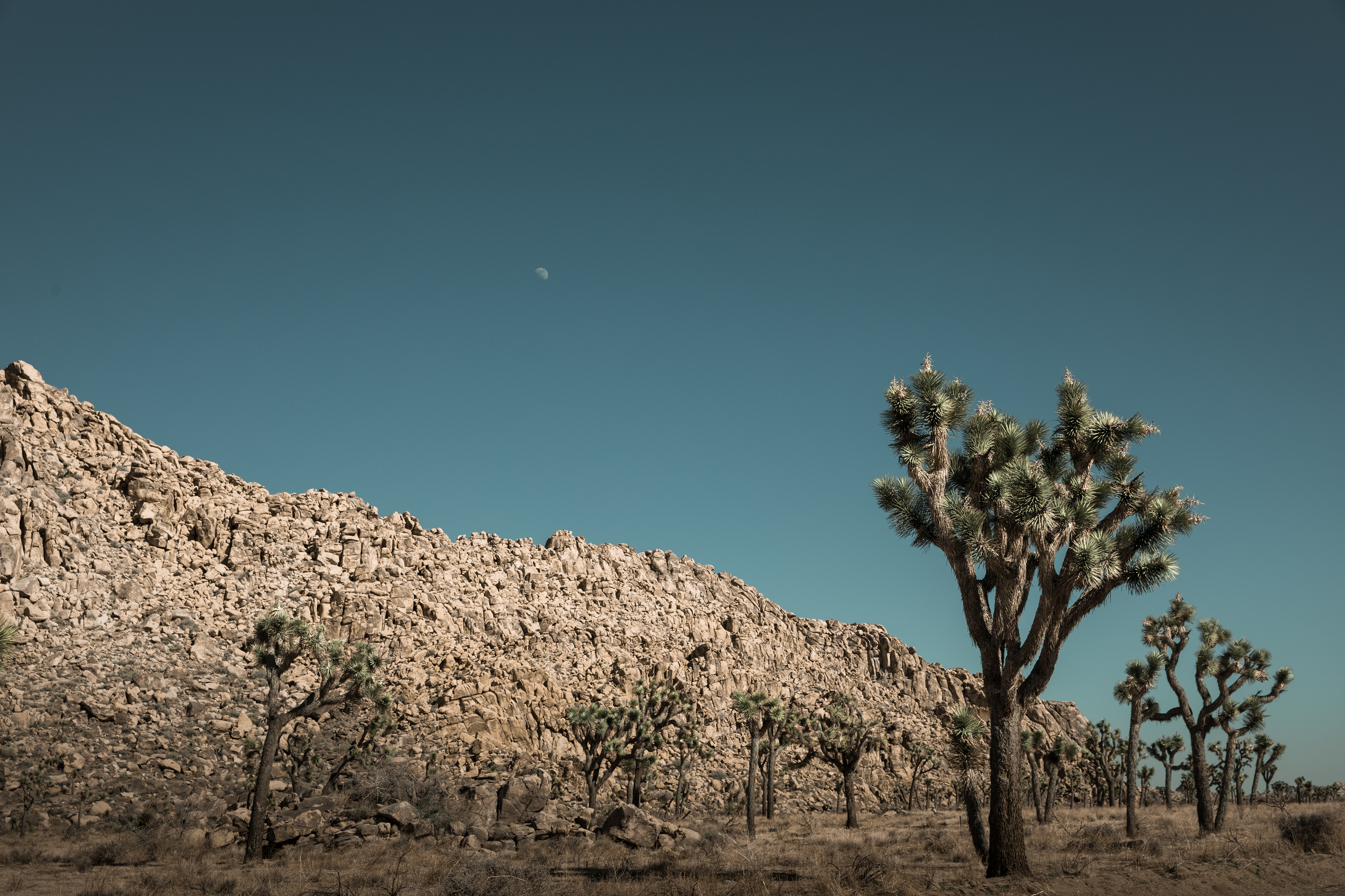 Joshua Tree National Park