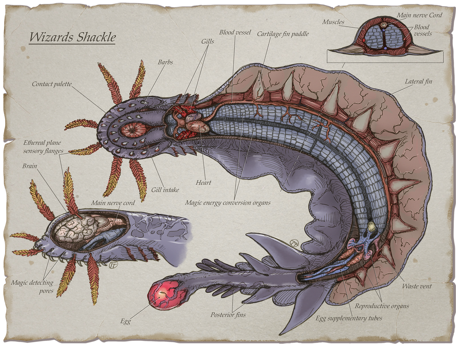 Wizards Shackle Anatomy - Dungeon Dad
