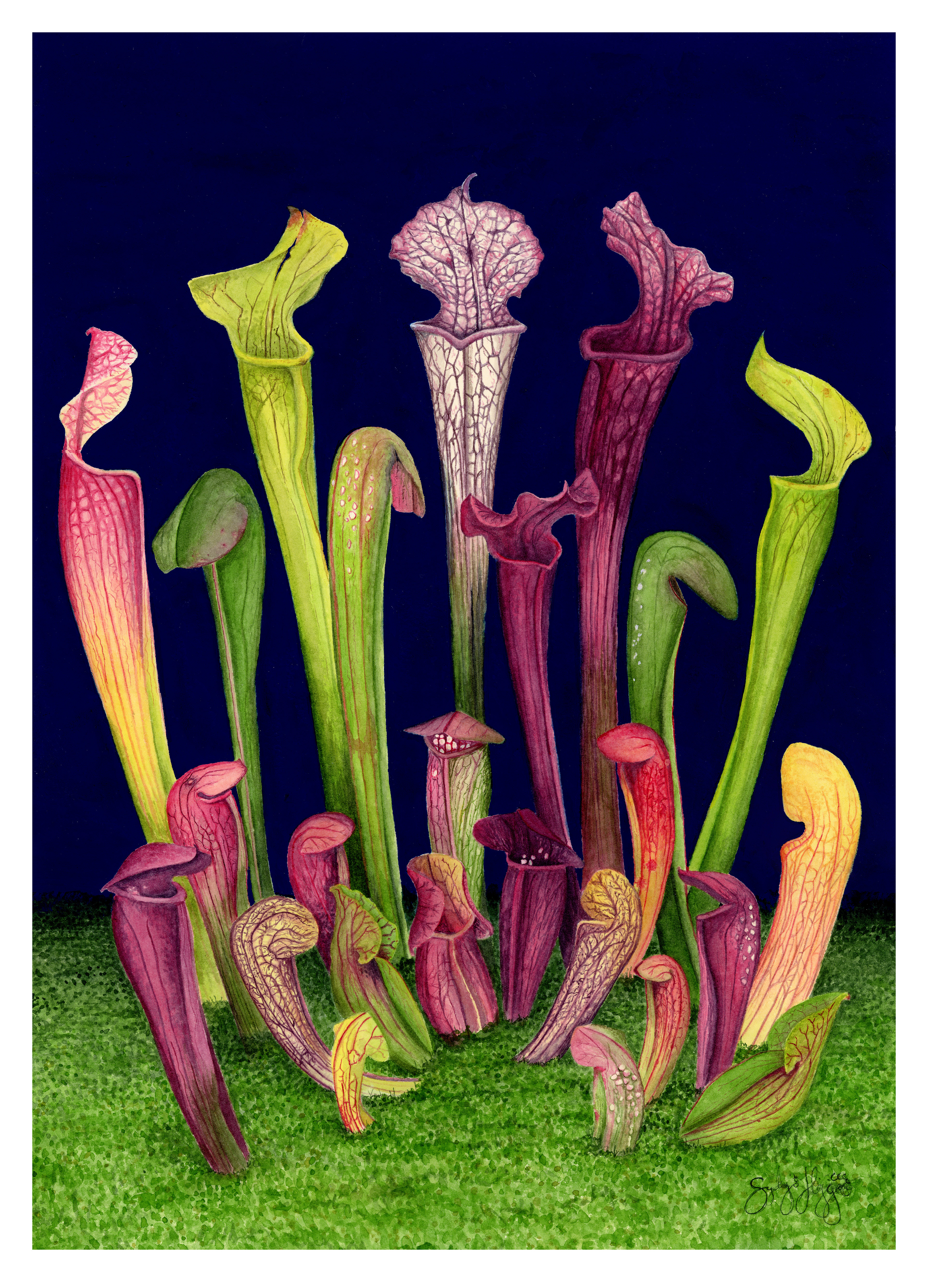Pitcher Plant Family Watercolor 2025