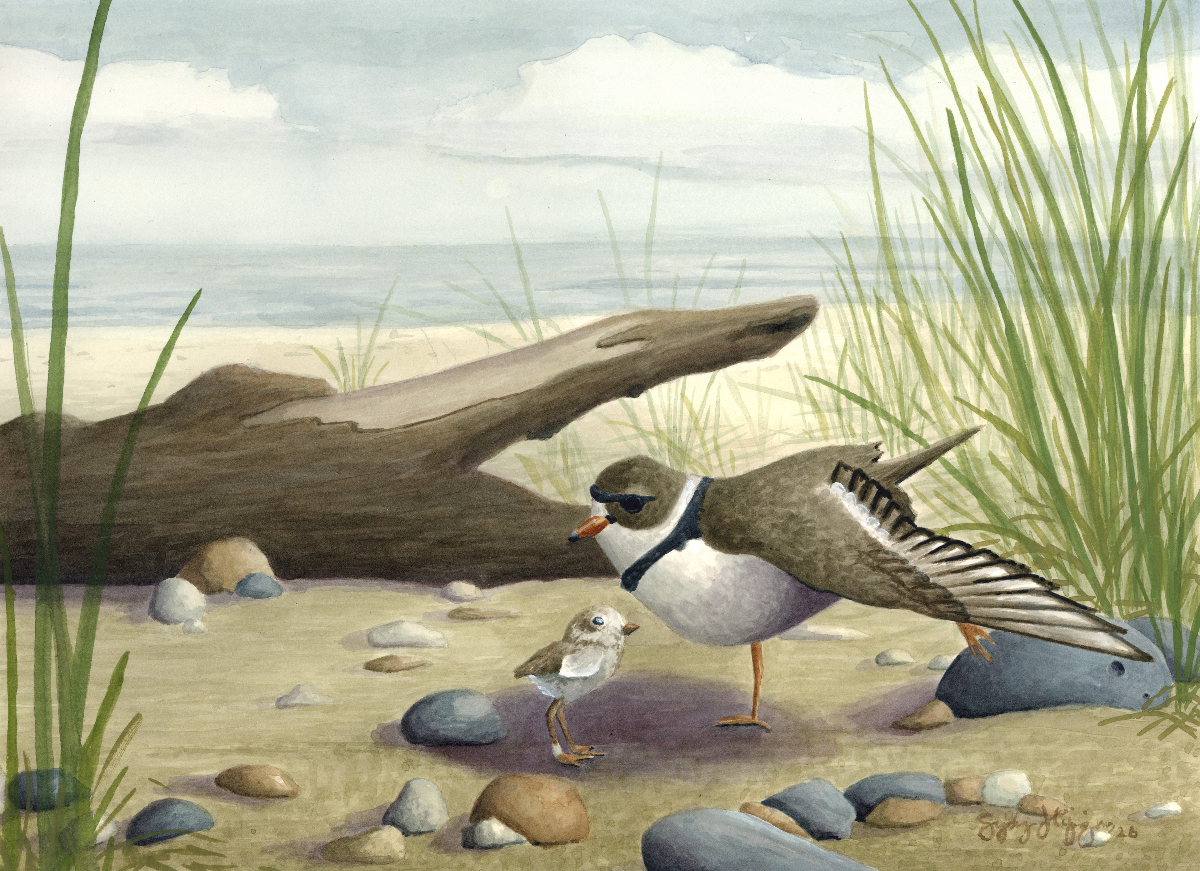Piping Plovers, Watercolor and Gouache 2026