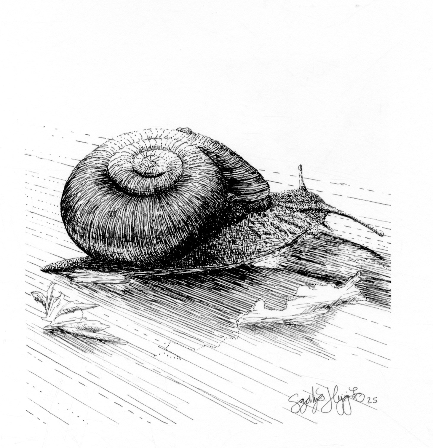 Snail Ink 2025