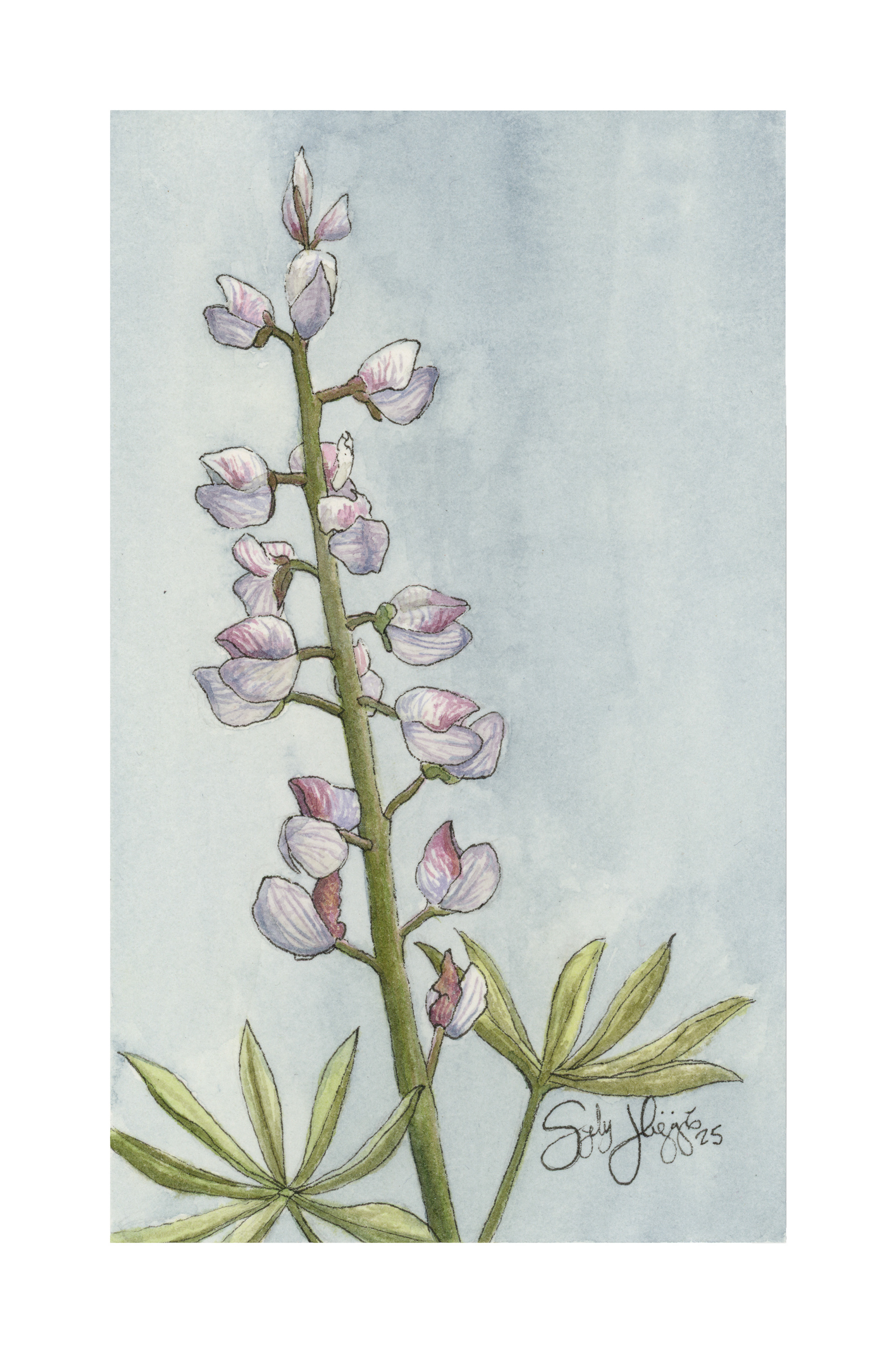 Wild Lupine Watercolor 2025