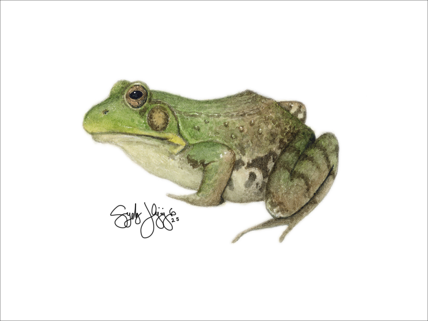Green Frog Watercolor 2025