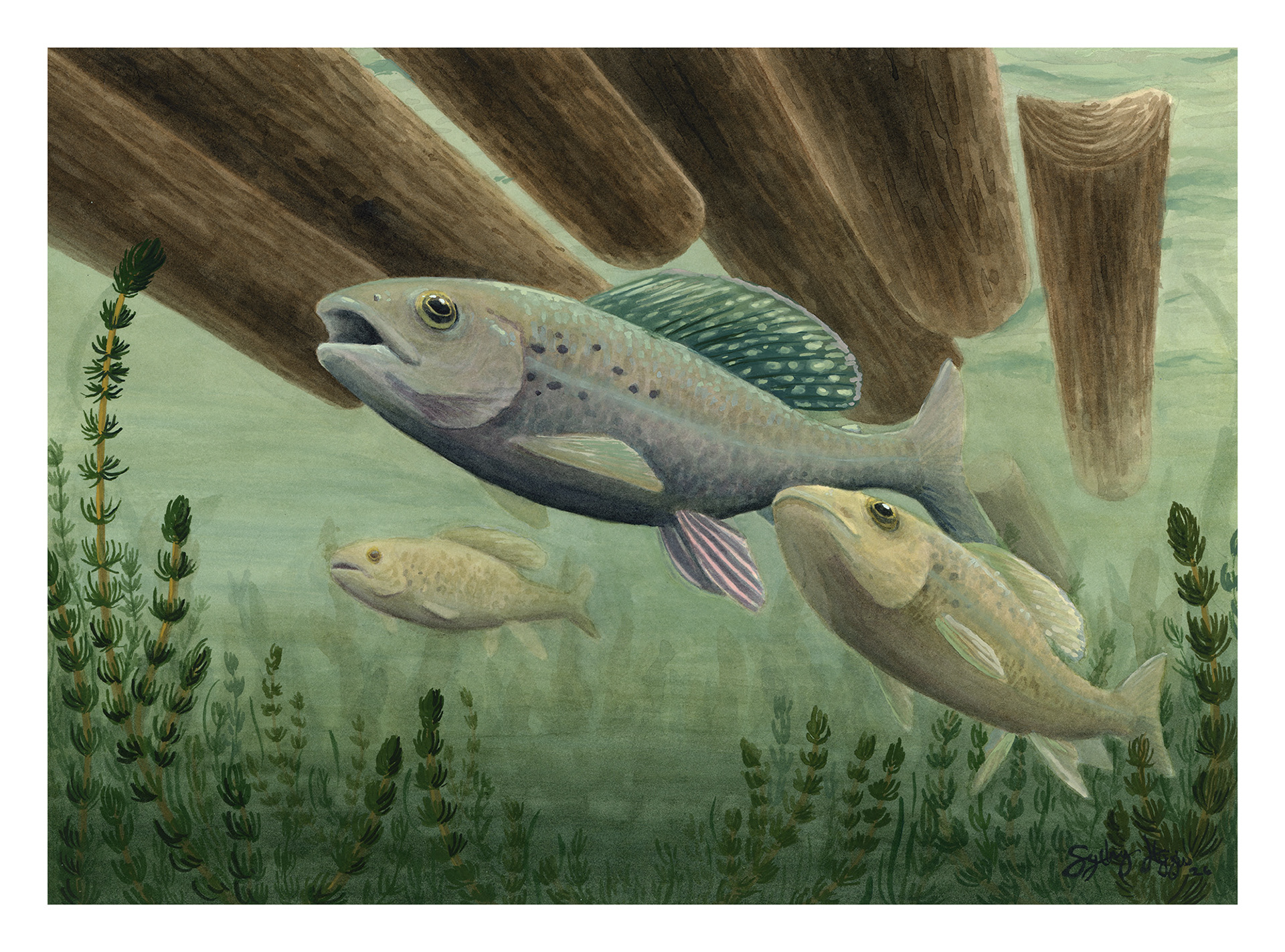 Arctic Grayling Watercolor and Gouache Guild of Natural Science Illustrators Conference Show 2026