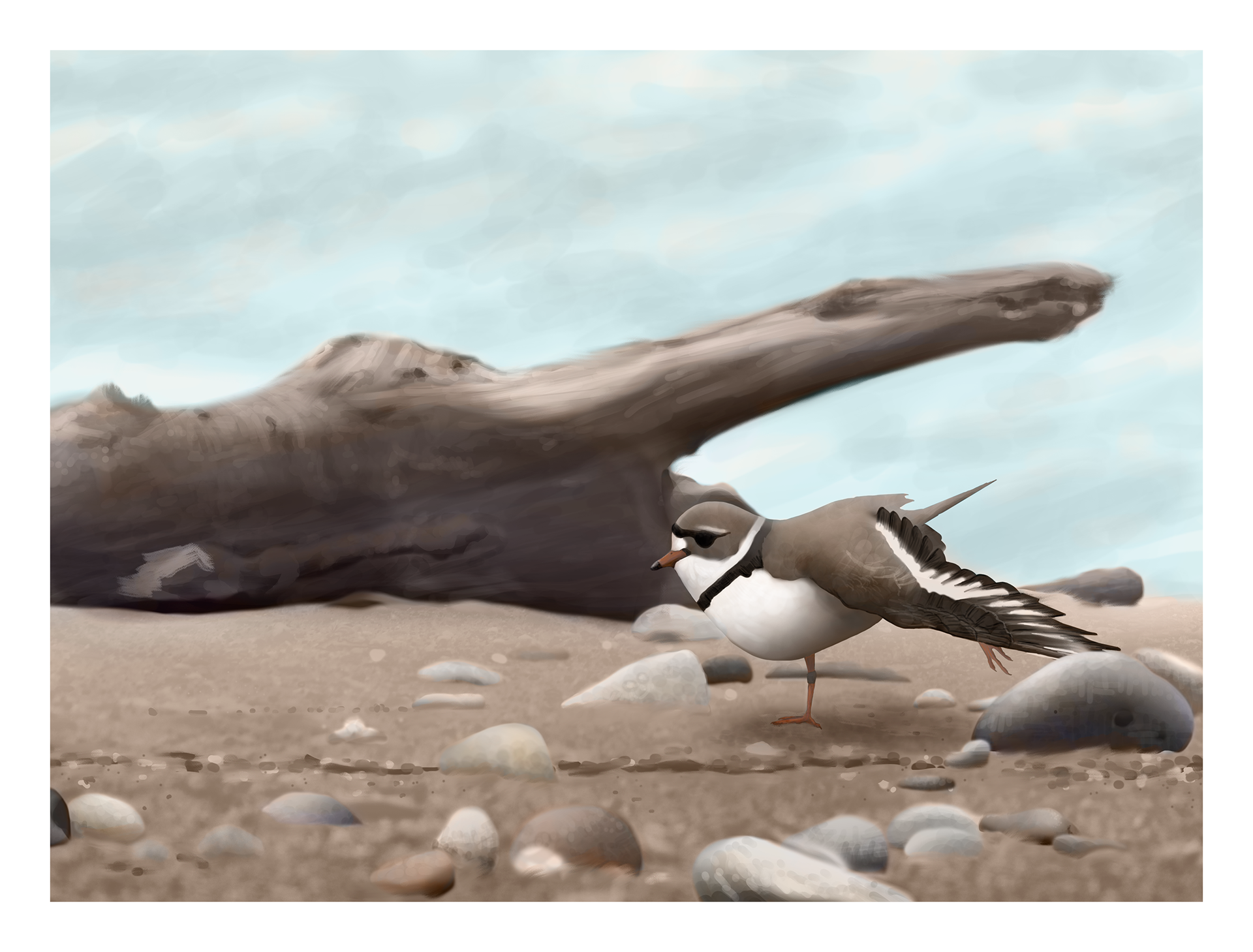 Piping Plover Adobe Photoshop 2025