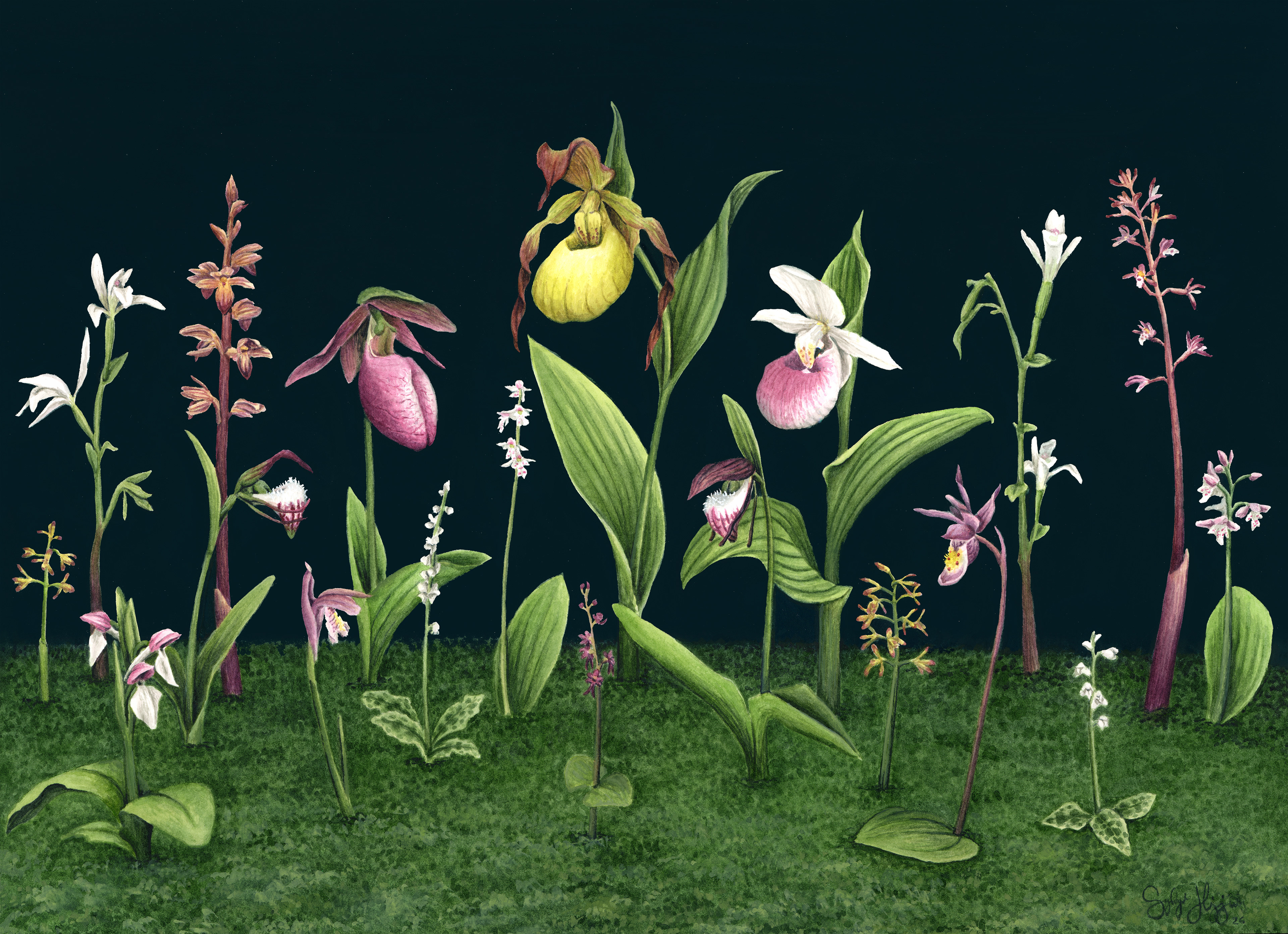 Native Michigan Orchids Watercolor and Gouache 2026