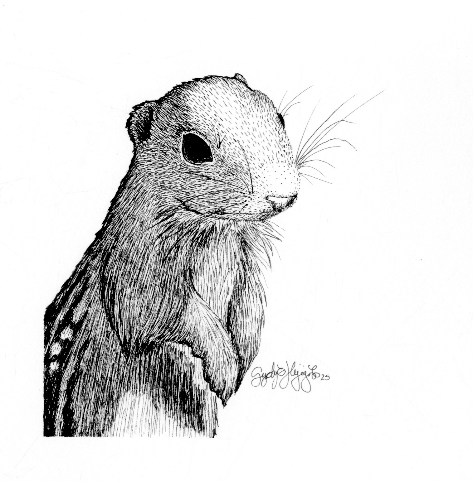 Thirteen Line Ground Squirrel Ink 2025