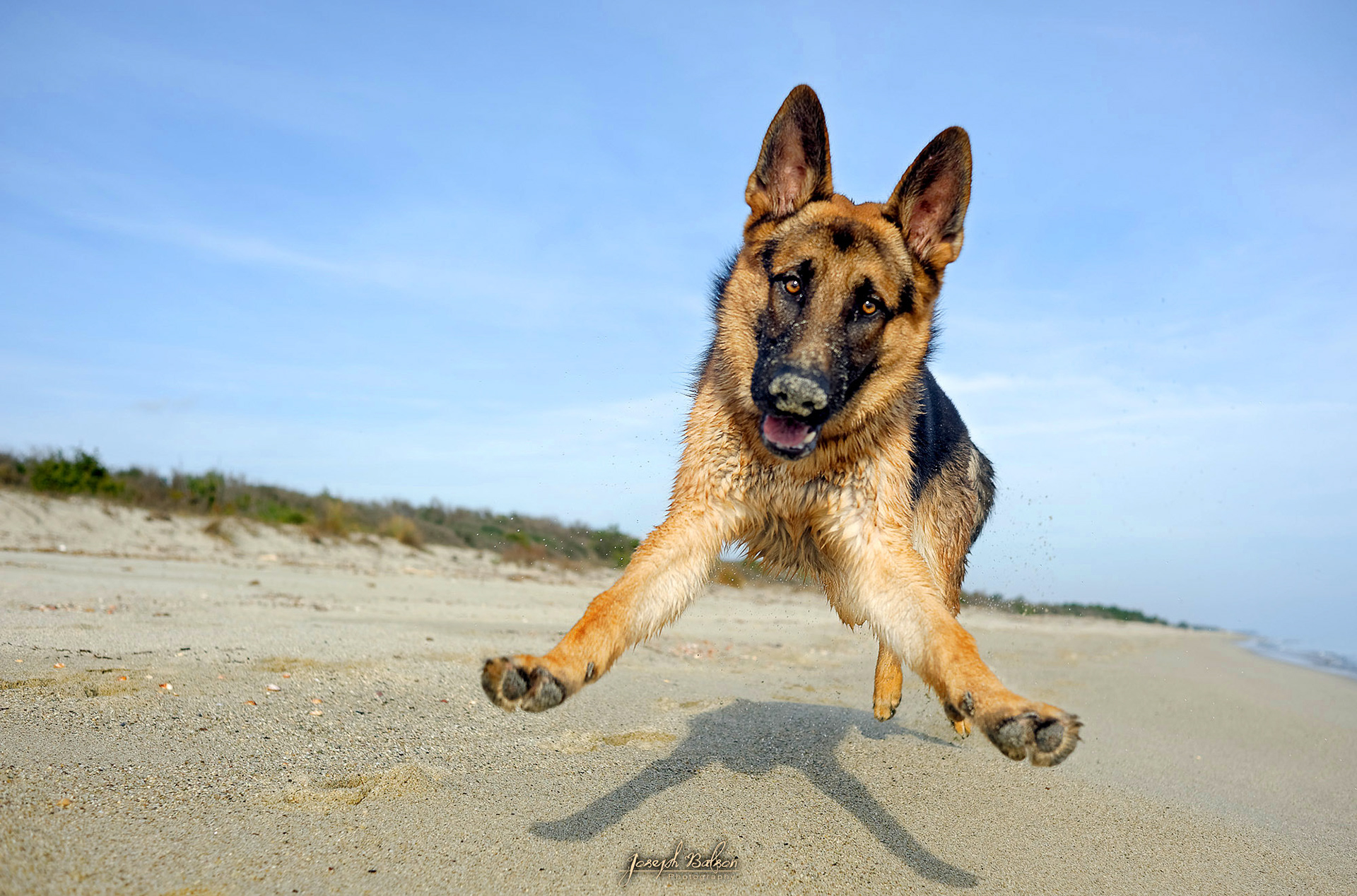 Finalist in Capture Pets. Won Dogs having fun. Finalist in Animal Face. Finalist in Dogs at Play. Finalist in Moving Subjects. Community Choice Award. Members Selection Award. Featured. Finalist in Getting funny..