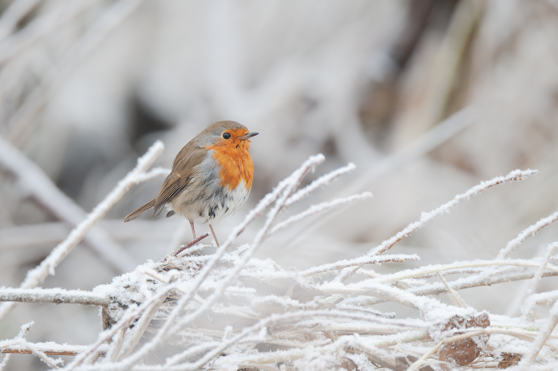 Halfway22 award, July 2022 . Favorite staff award, August 2022, achievement in Originality 2022