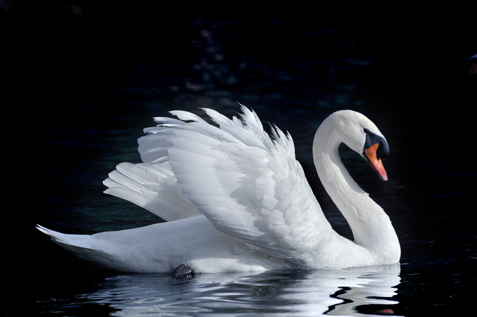 Winner in Majestic Swans, May 2019. Hero Award. 2019.