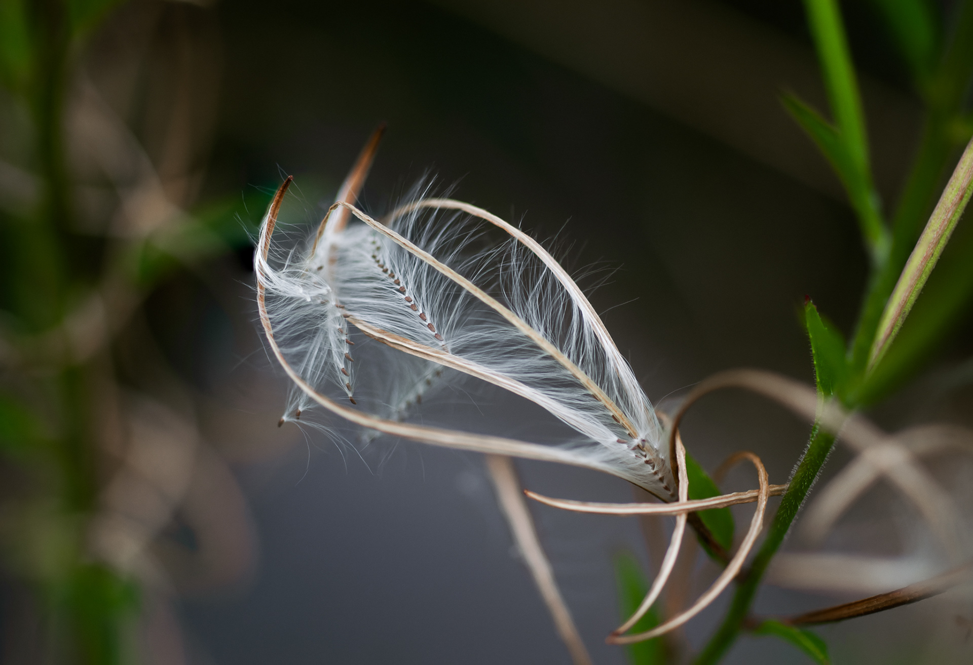 Team’s Choice Award 2024