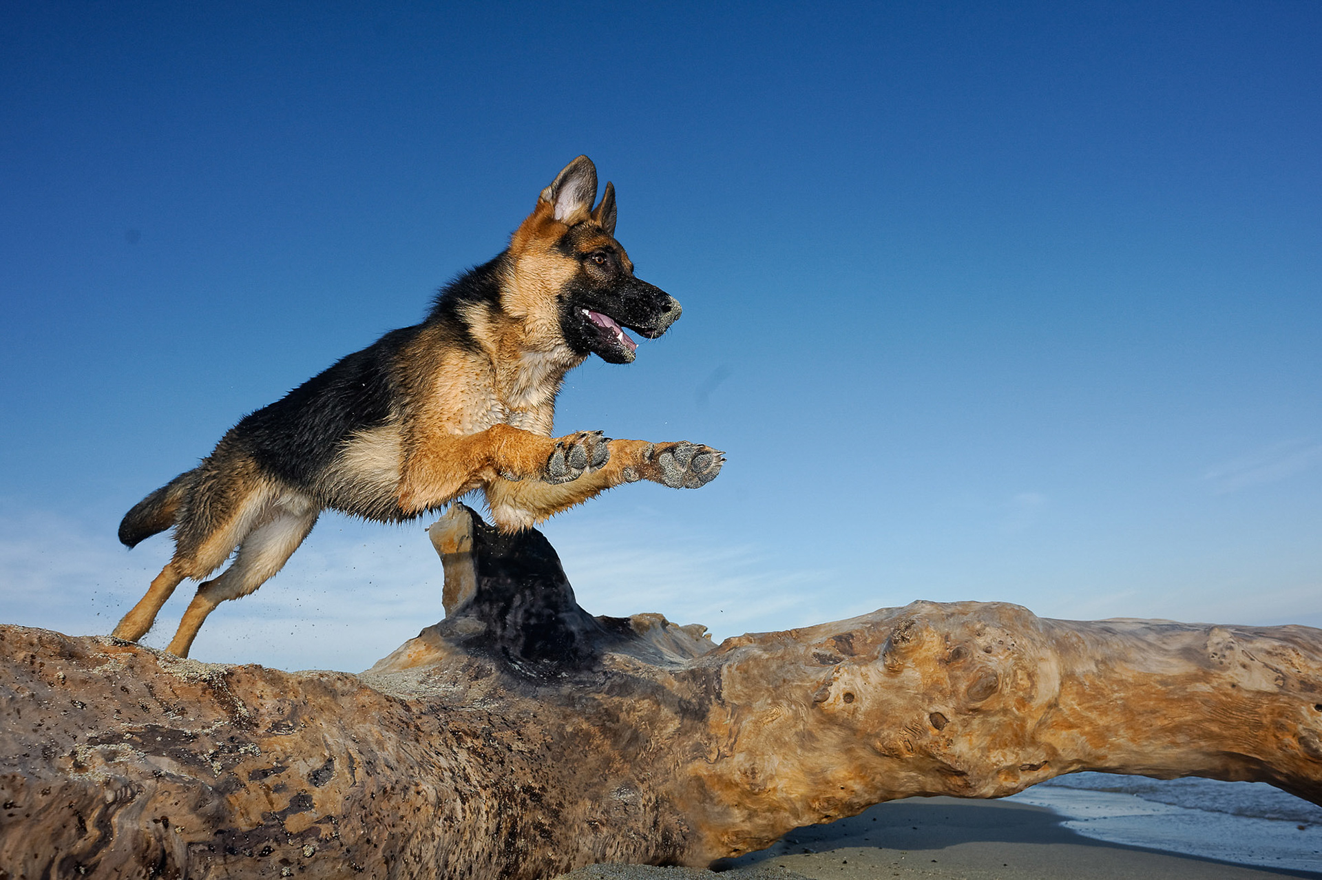 Winner in DOGS photo contest, August 2018. Photo of the Week, July 2017.  Photo of the day, July 2017. Winner in German Shepherd Dogs In Action. Winner in Jumping Animals. Finalist in German Shepherds. Finalist in Moving Fast And Quick. Finalist in Our dogs.