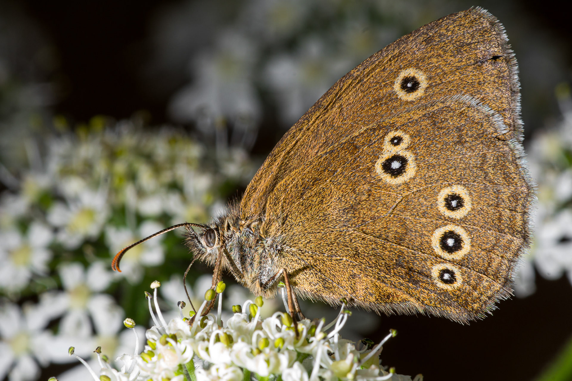 Won Hidden Gem, July 2021.