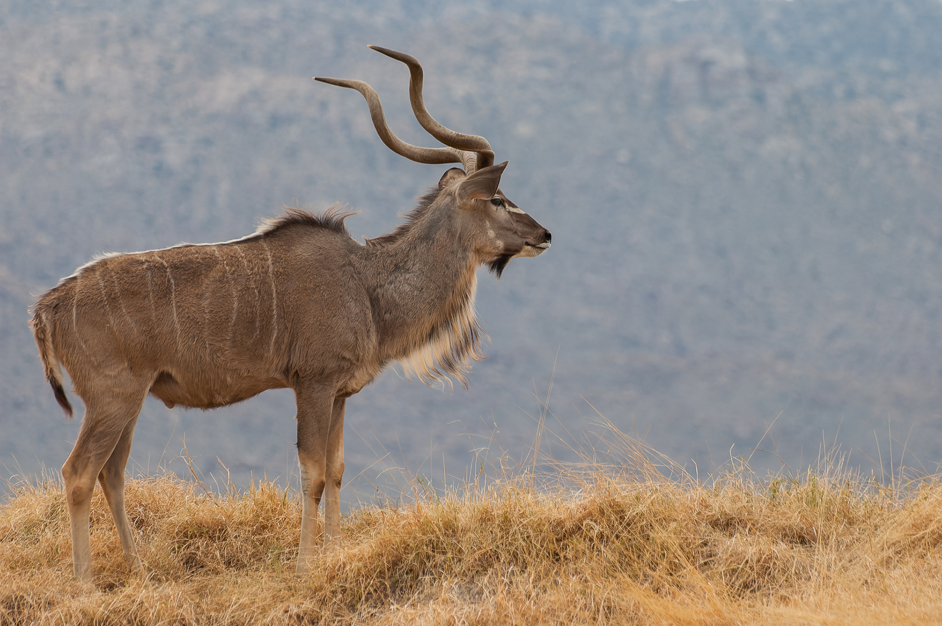 Spring 23 award, Nominee in Color Chronicles Photo Contest 2024, Contender in the Photography Awards 2024