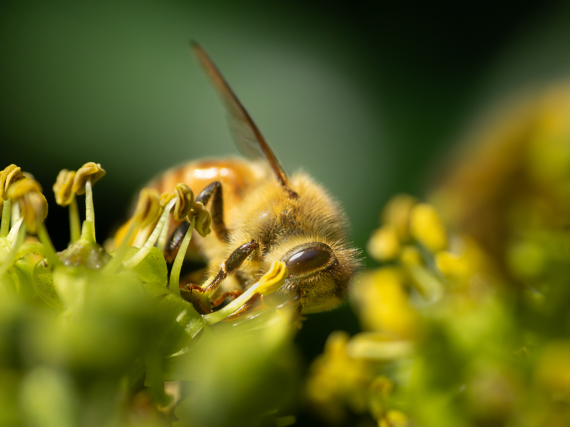 Halfway 24 Award 2024, featured 2024