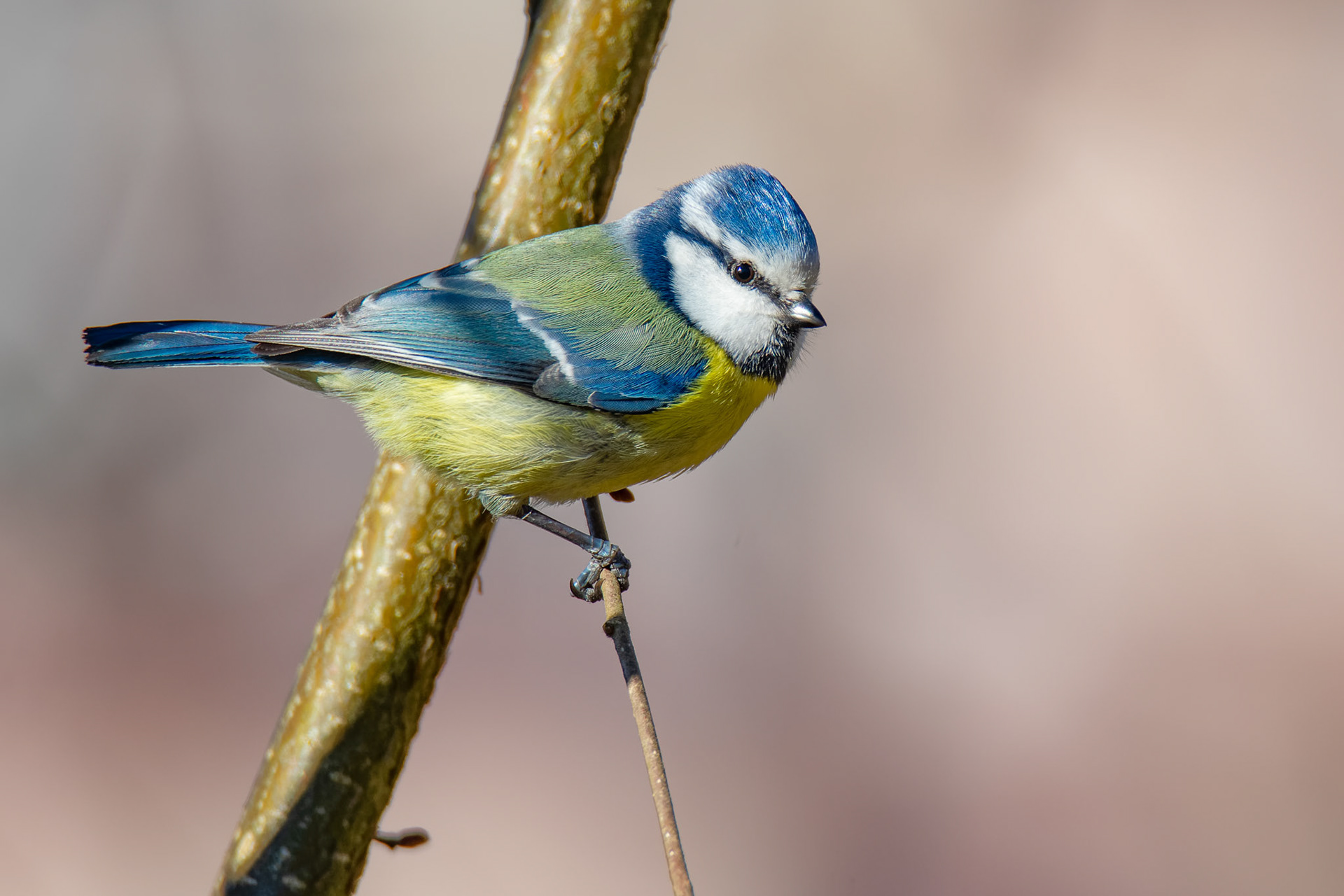 Finalist in "Captured".