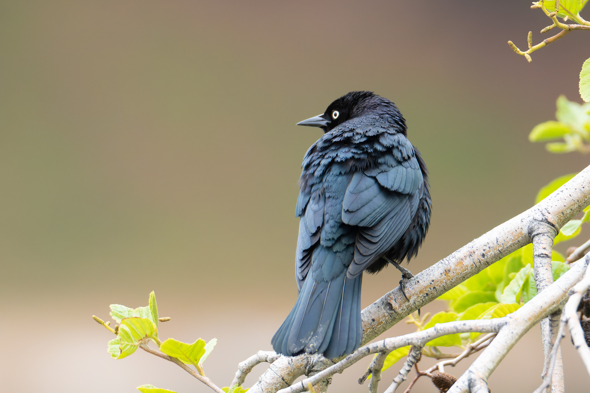 Top Pick Award, September 2022.