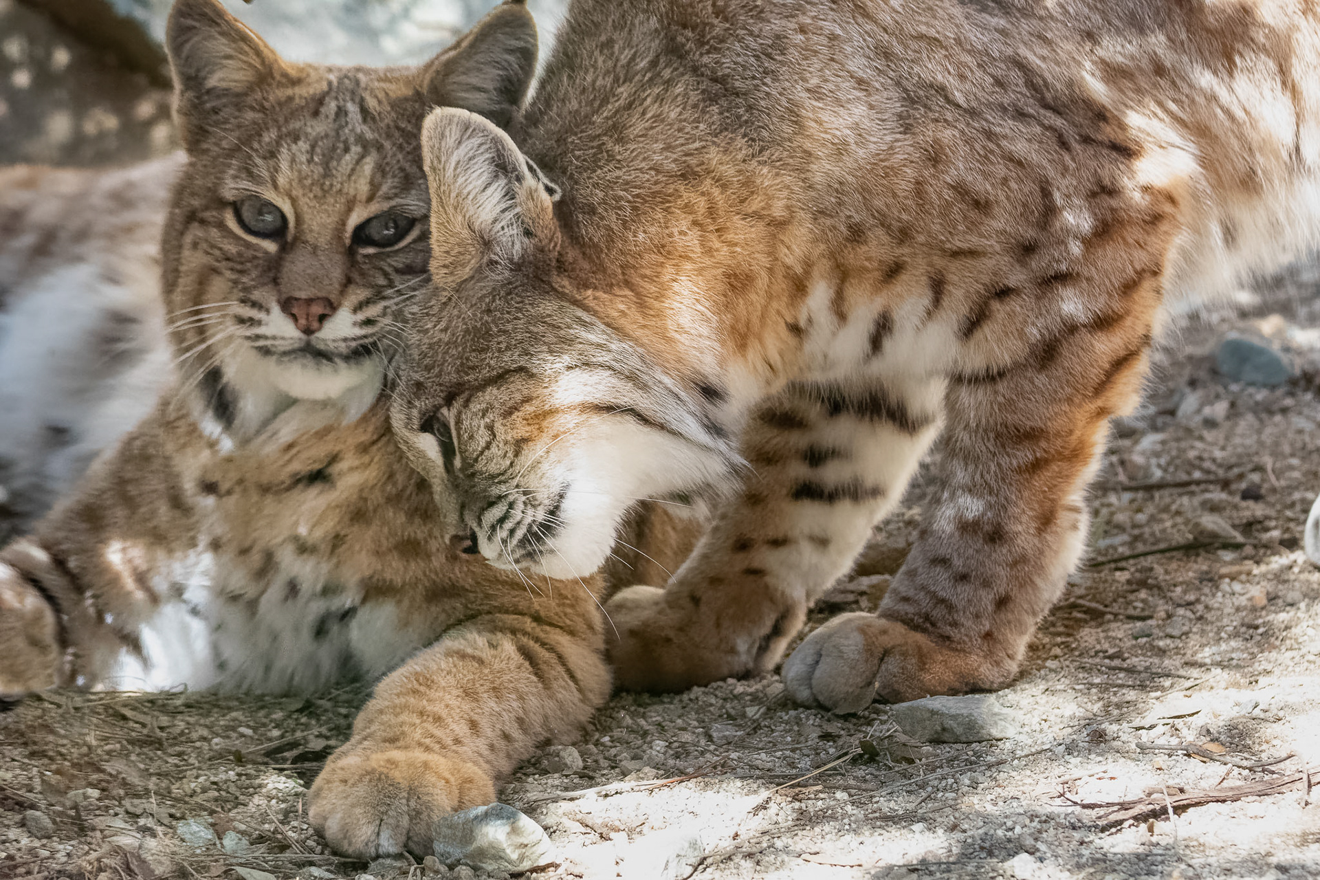 Judge Favorite, August 2021.