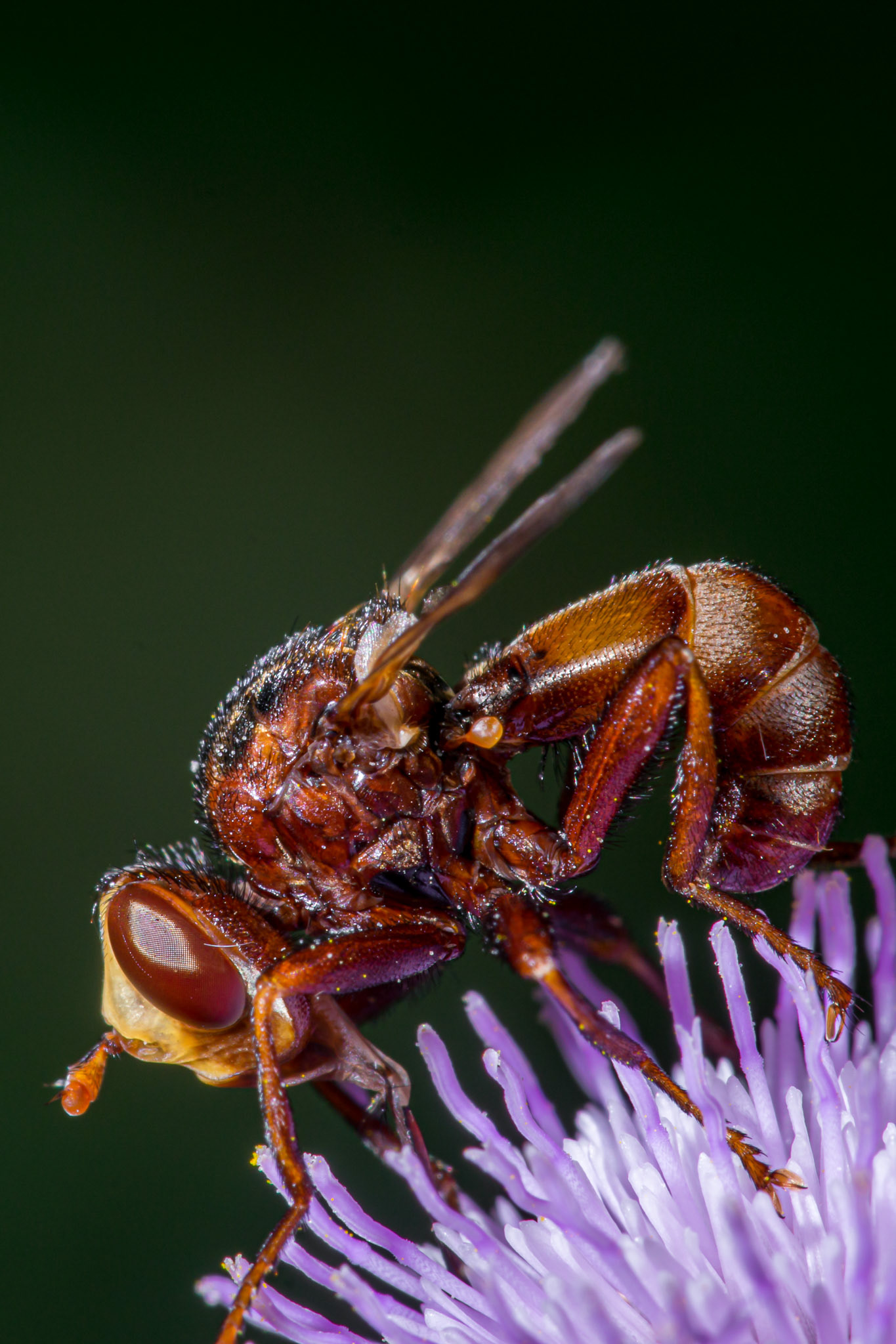 2020 Choice Award, April 2020.