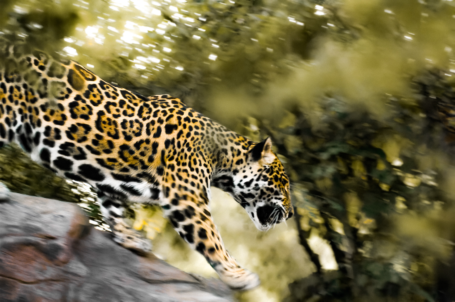 Won Flawless Summer, June 2023, Finalist in the Visual Poetry Project, August 2023,  Summer Views award, August 2023