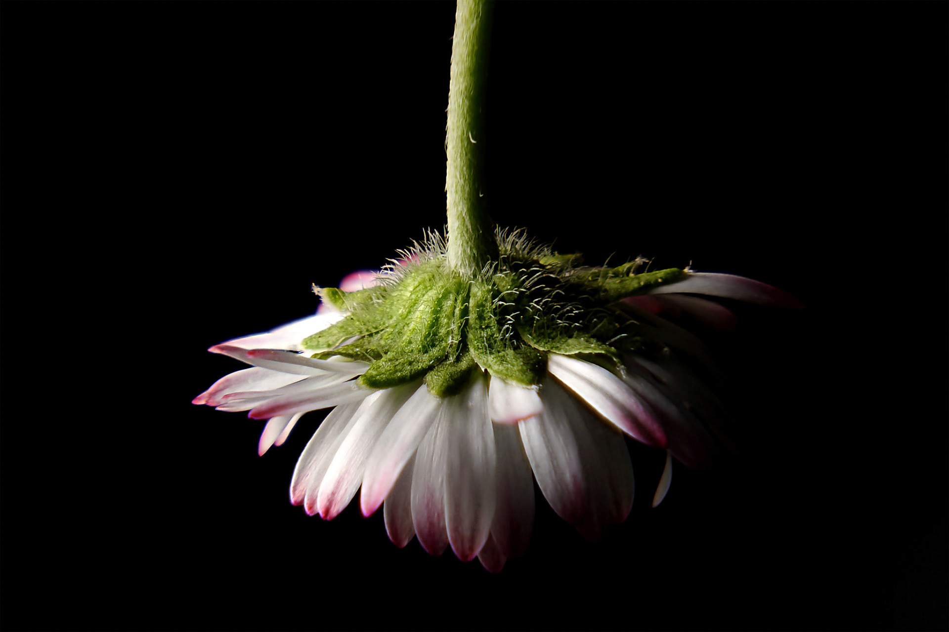 Finalist in "the other side".