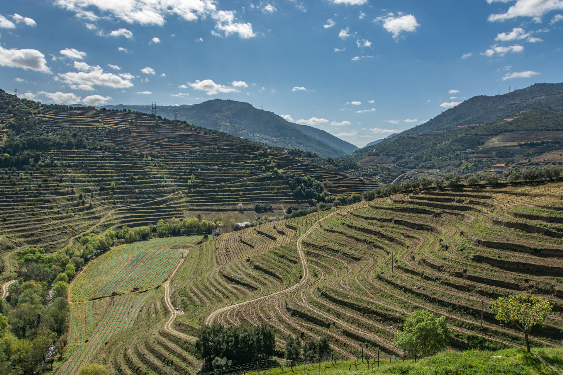 Tedo Valley, Douro
