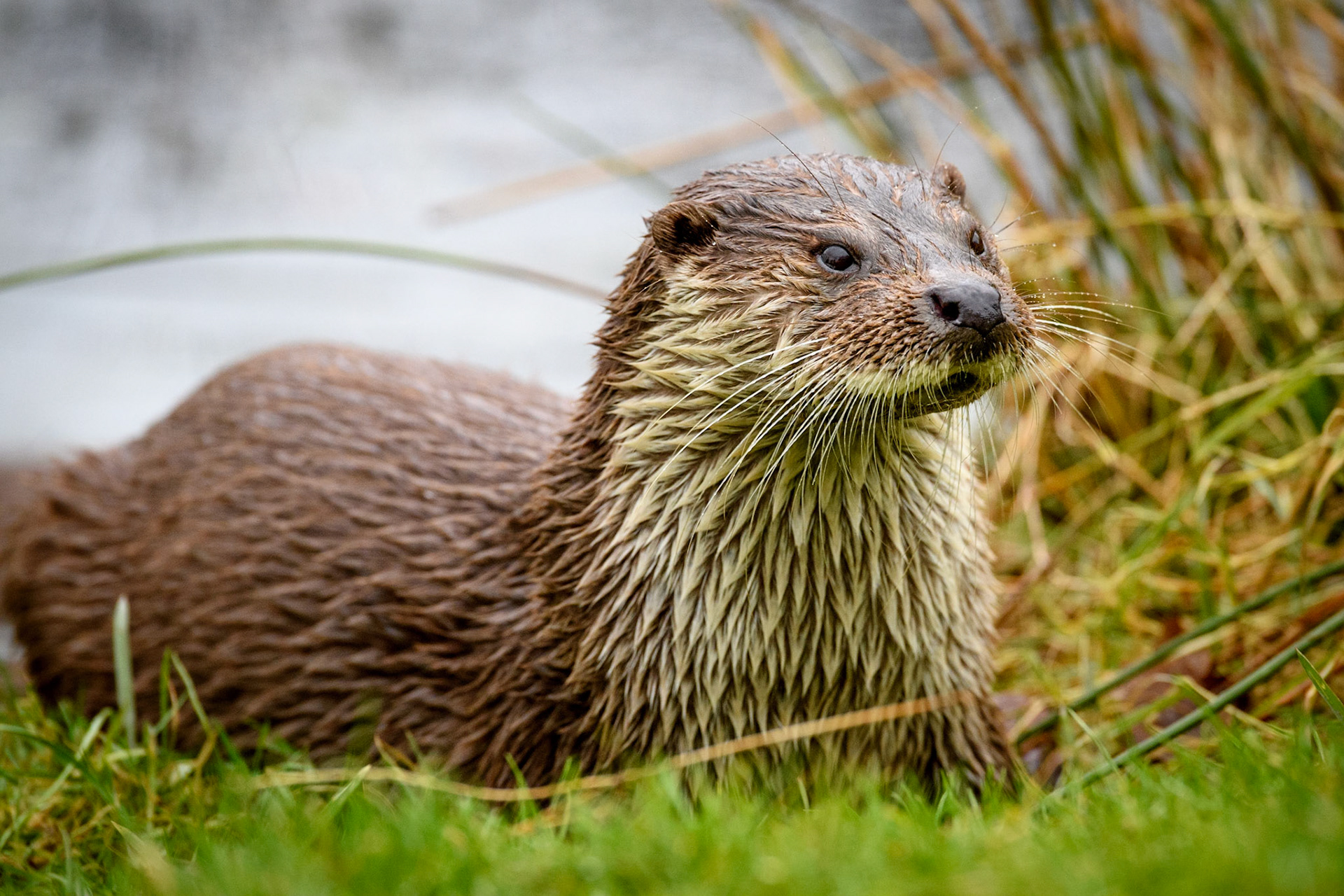 Otter