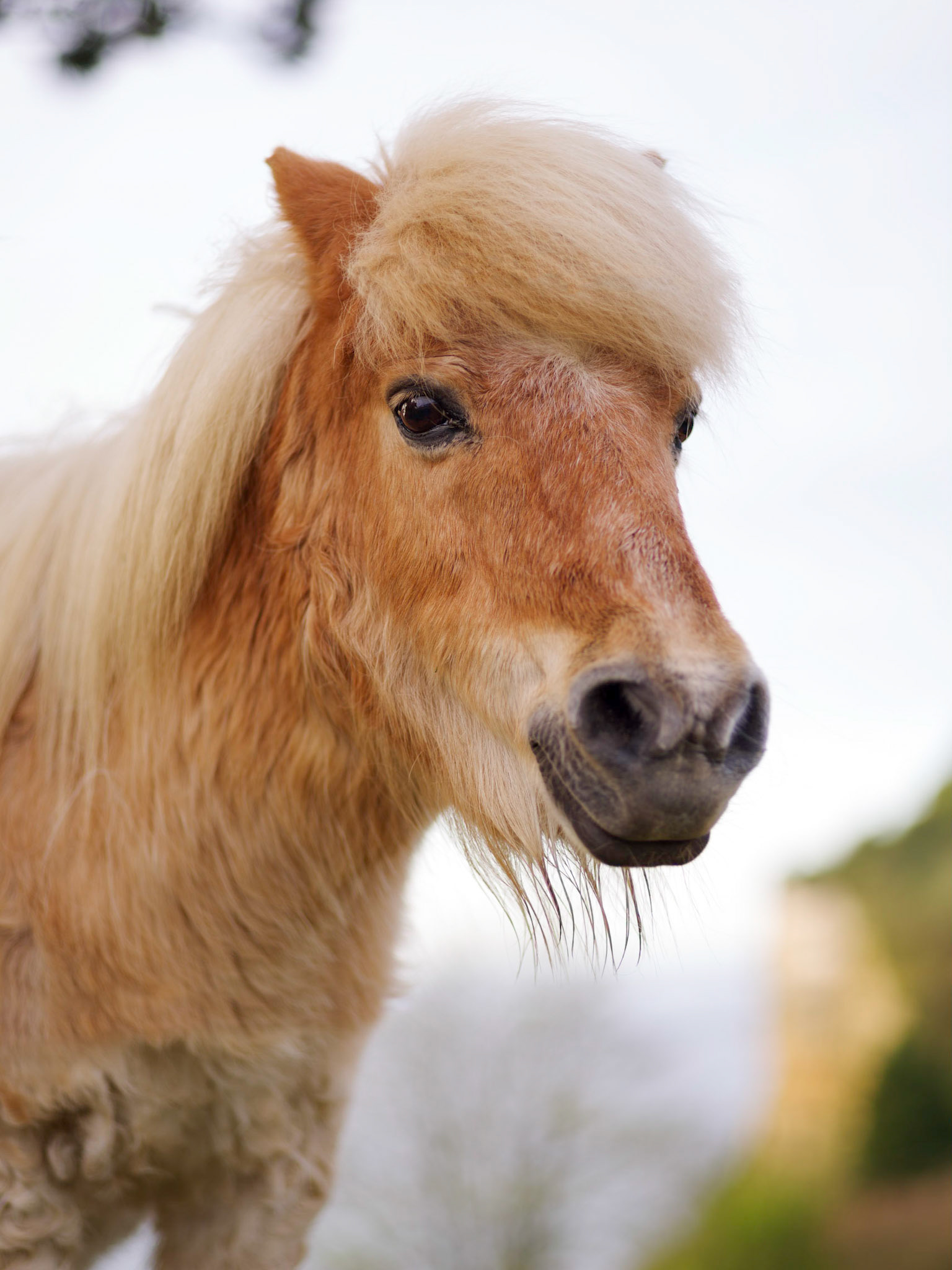 Cute Shetland Pony