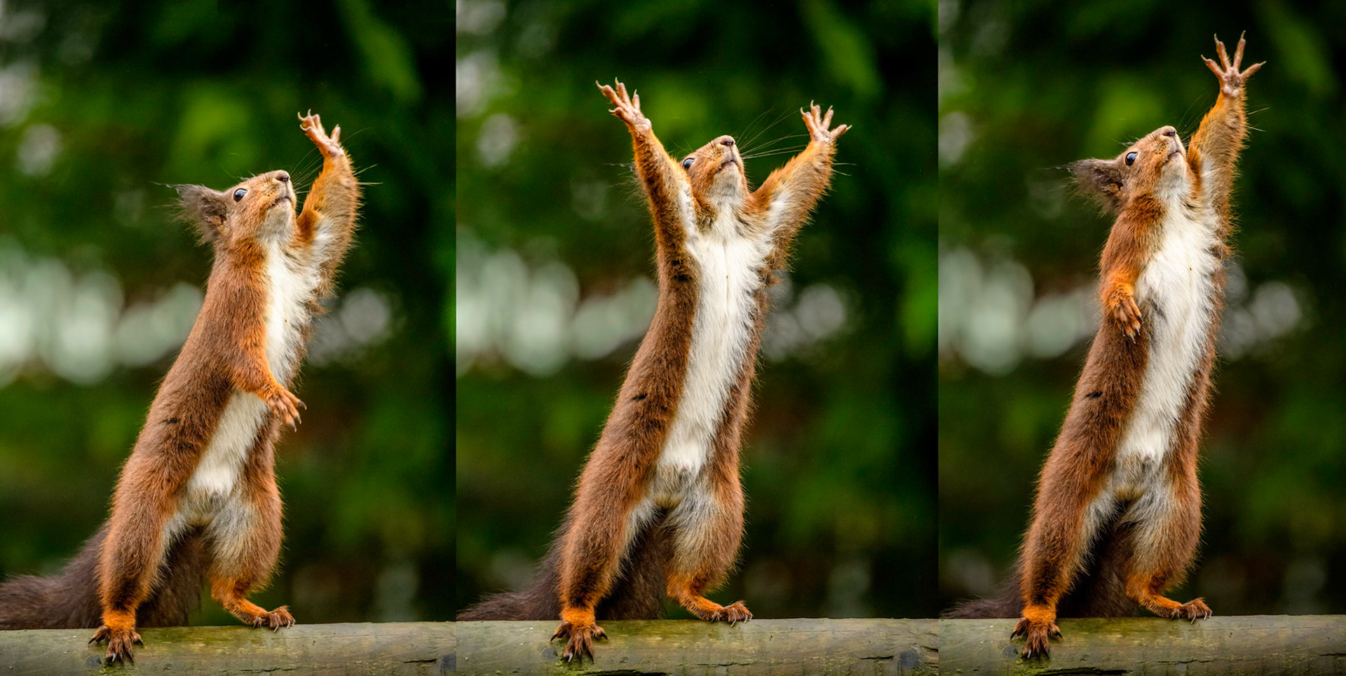 Dancing Squirrel