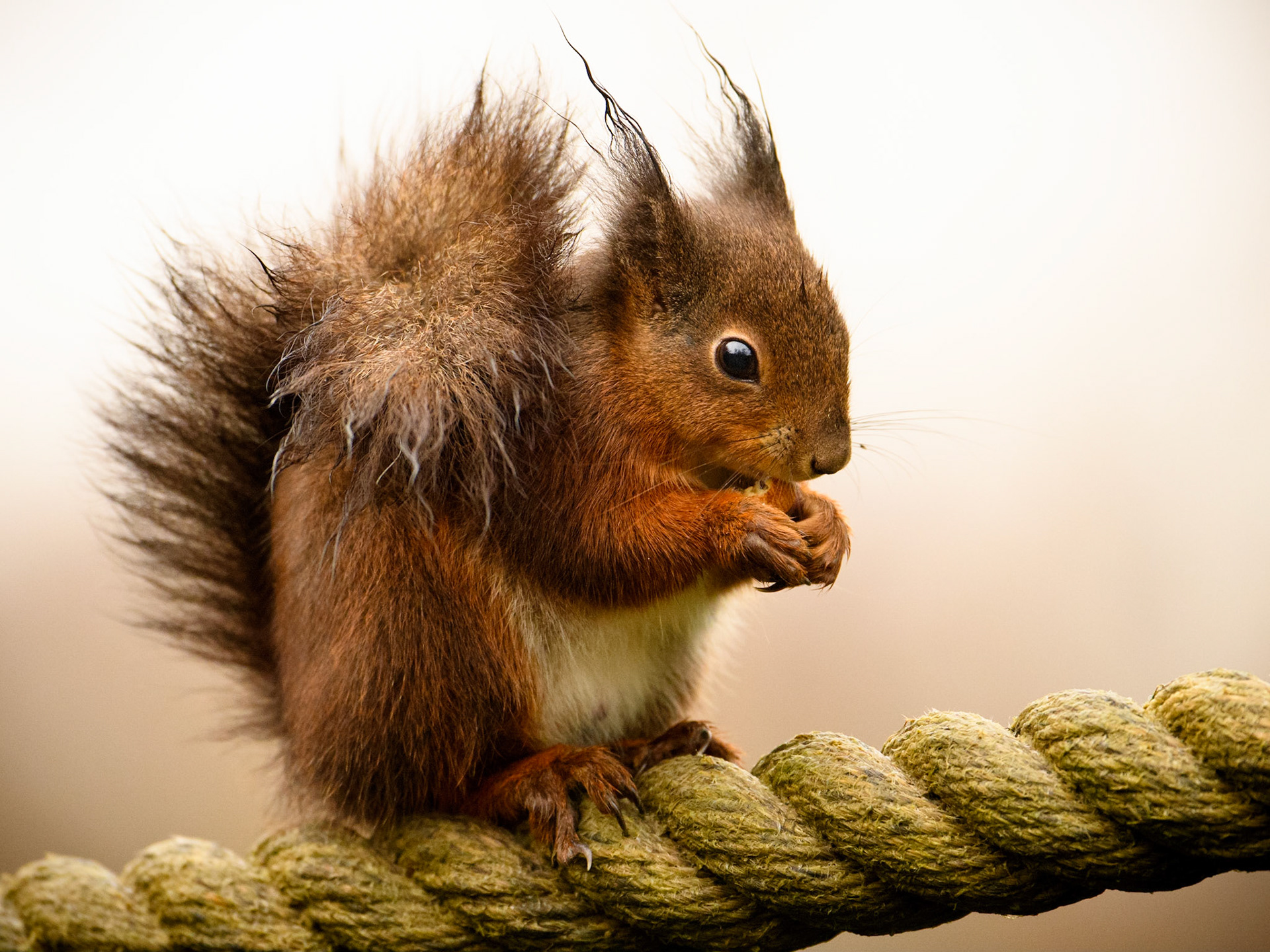 Red Squirrel