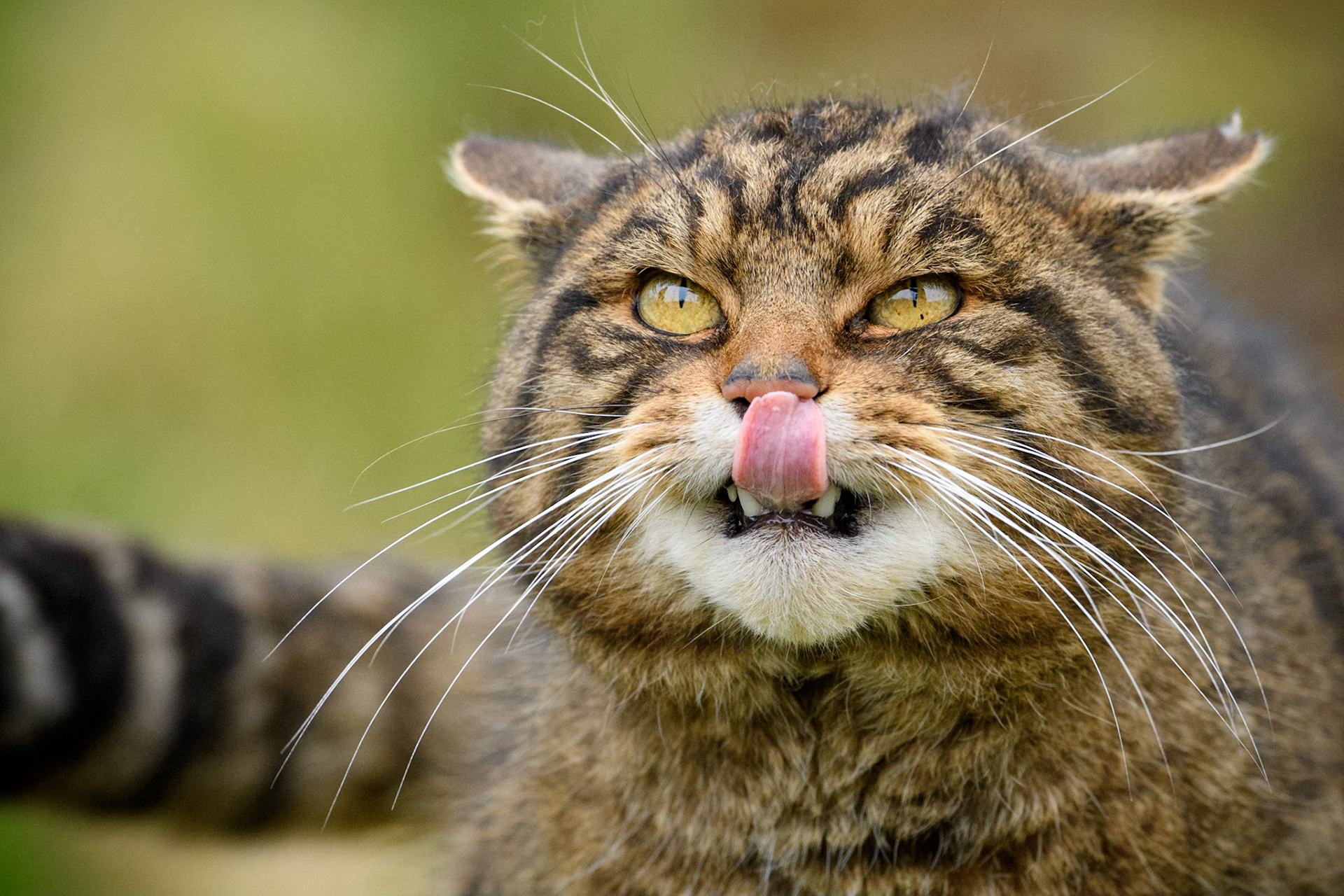 Scottish Wildcat