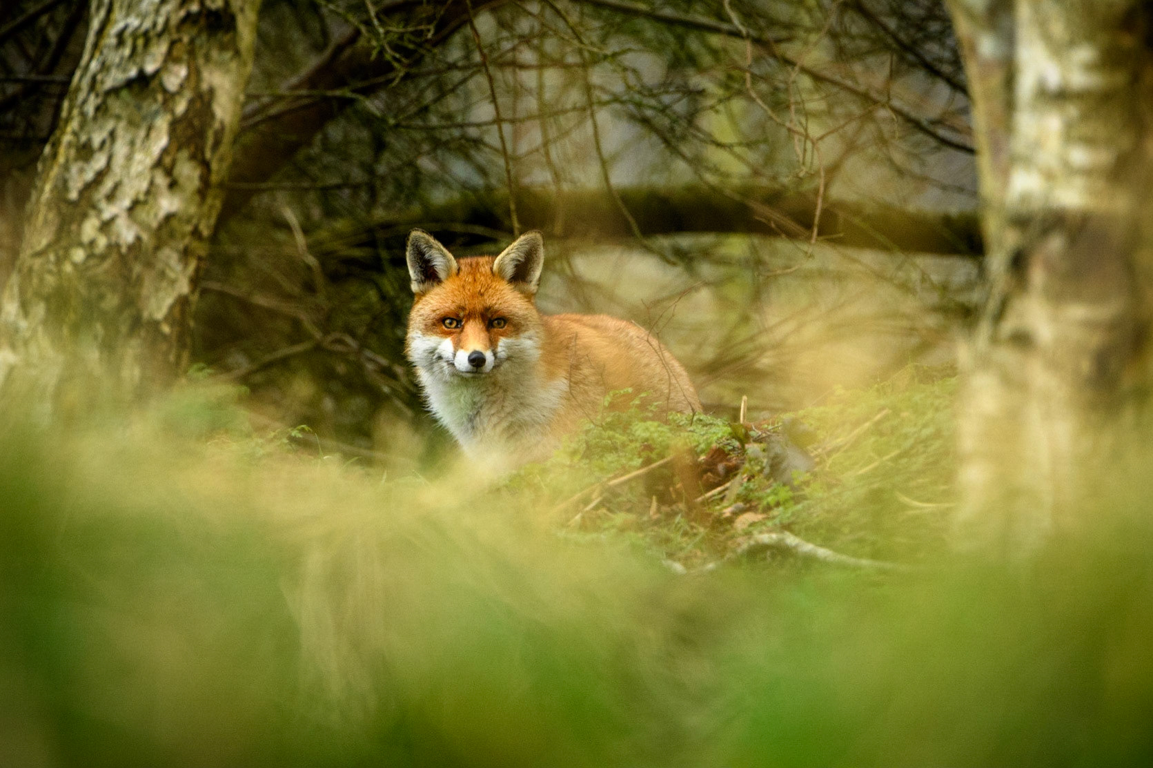 Fox