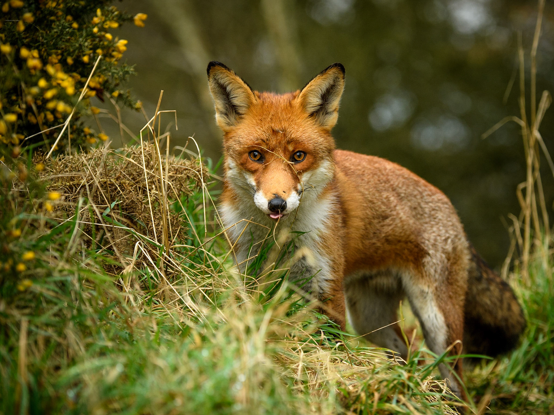 Young Fox