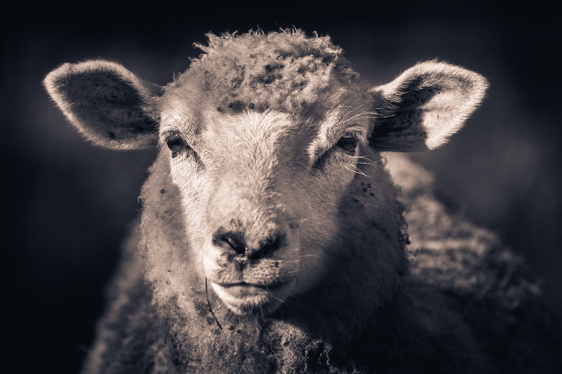Sheep