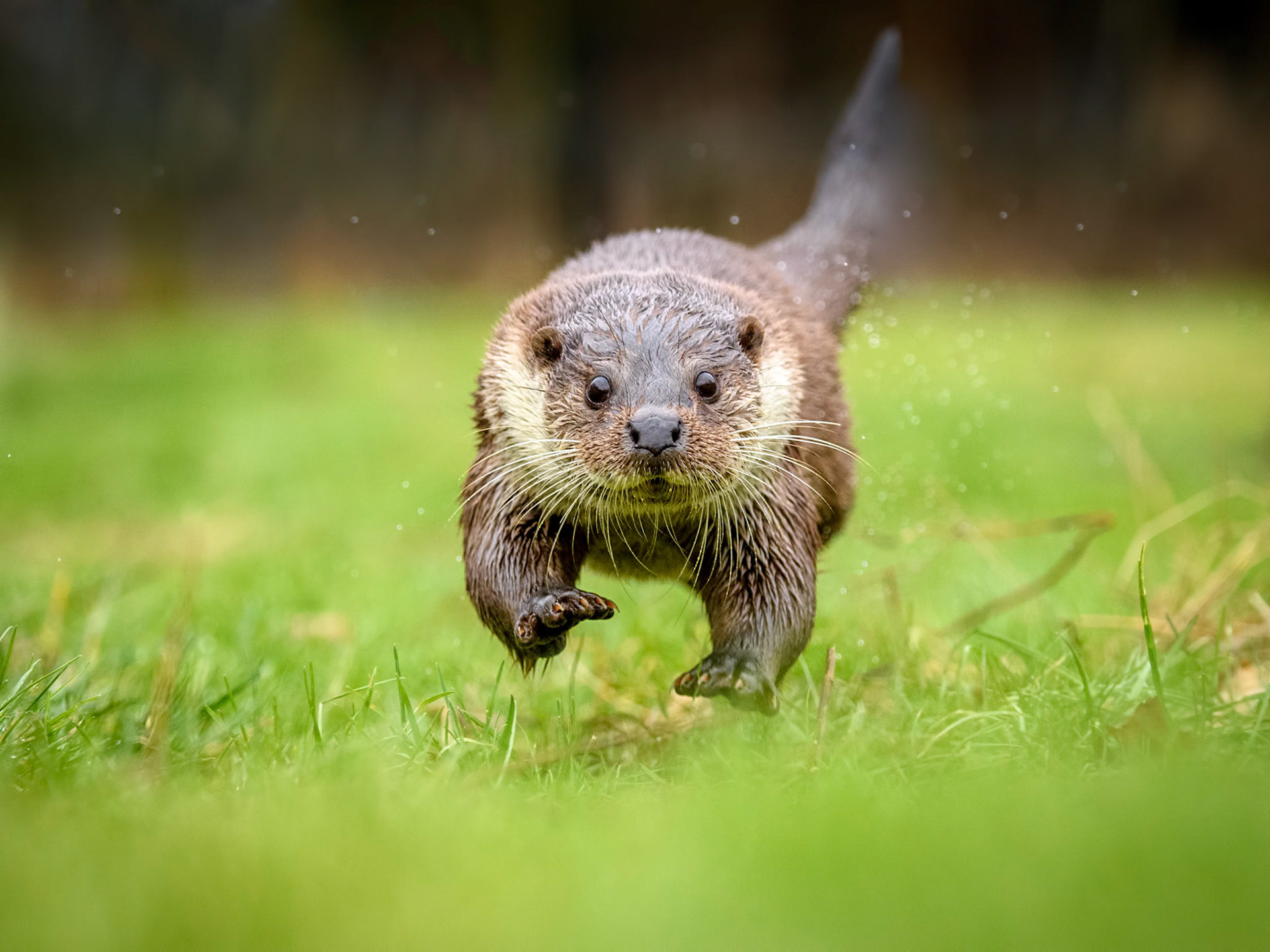 Running Otter