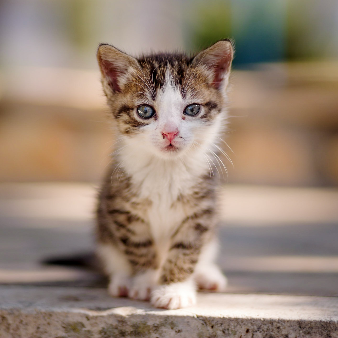 Kitten