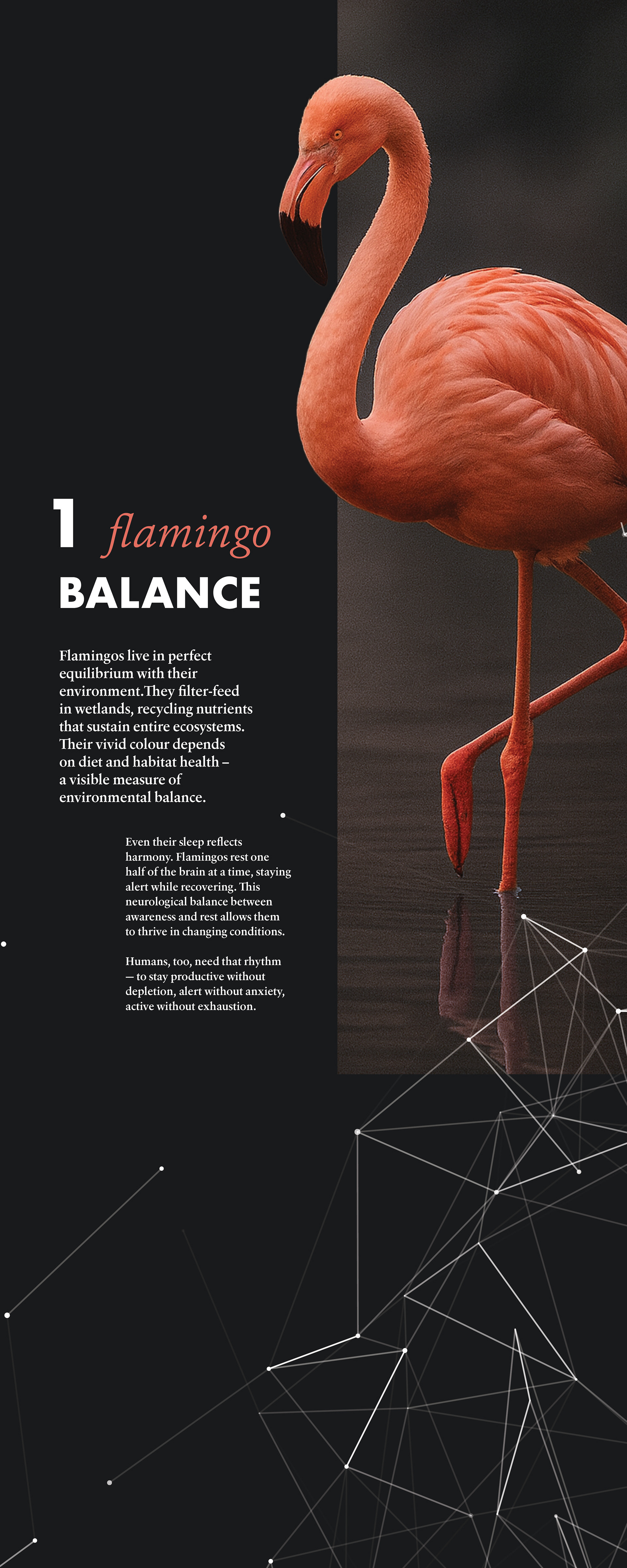 Flamingo panel - side 1