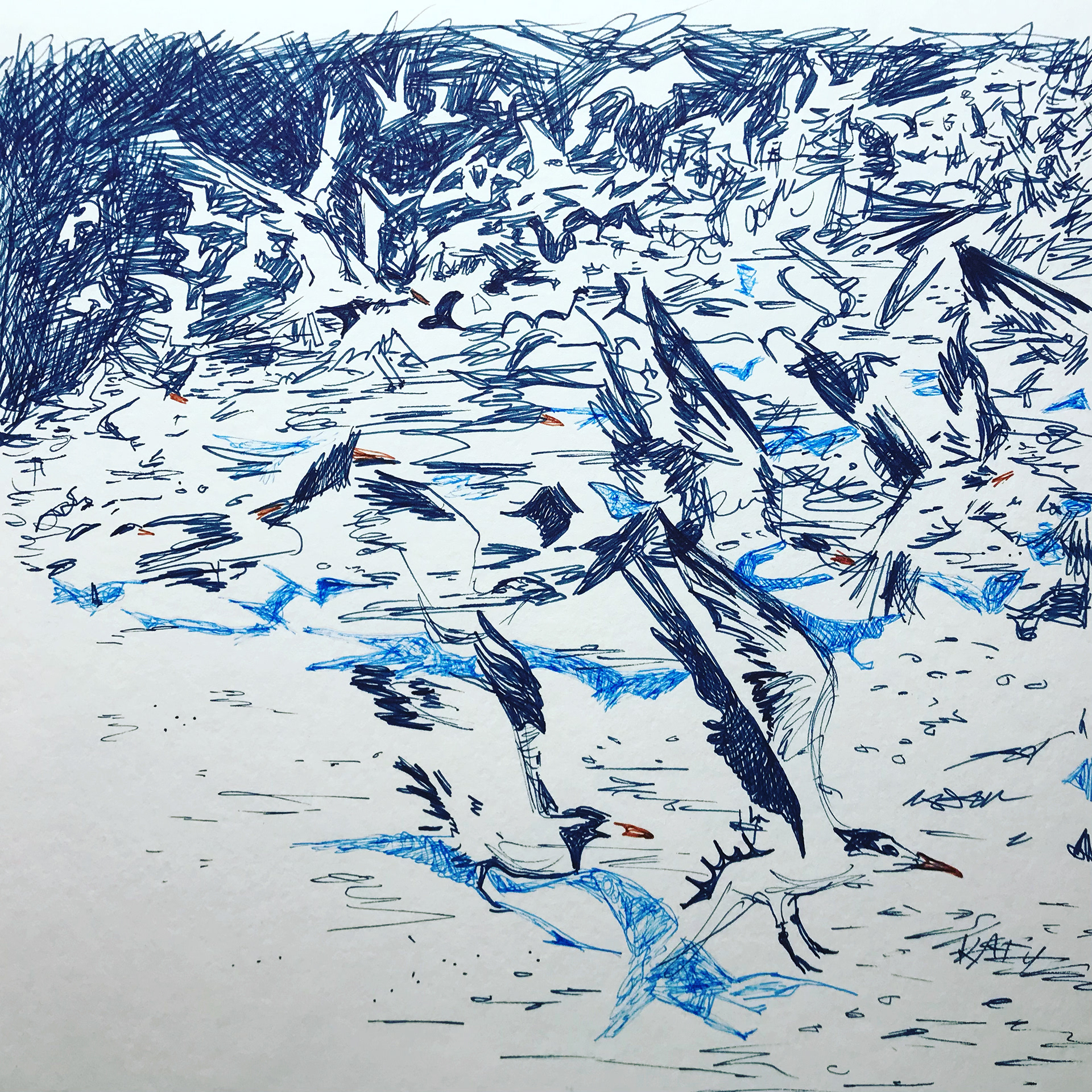 Inky Terns