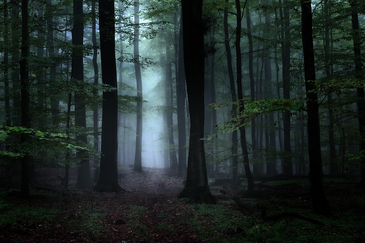 Lothar Groene - Dark Forest